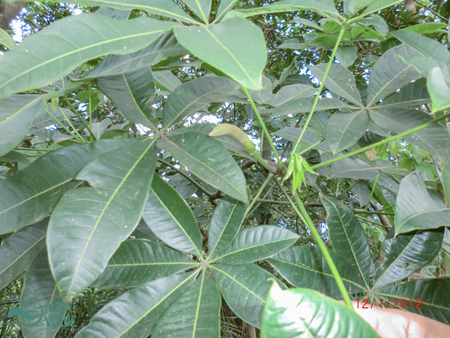 Pachira glabra
