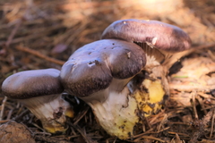 Gomphidius glutinosus