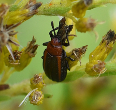 Microrhopala vittata