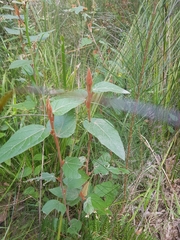 Lasiopetalum macrophyllum