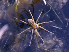 Dolomedes facetus