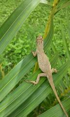 Anolis sericeus