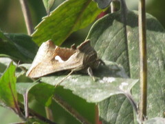Anagrapha