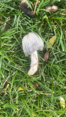 Coprinopsis atramentaria