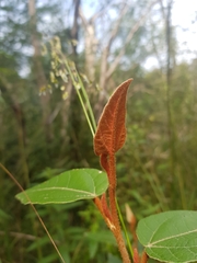 Lasiopetalum macrophyllum