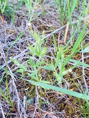 Microsteris gracilis