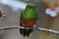 Eriocnemis cupreoventris