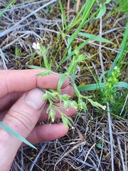 Microsteris gracilis