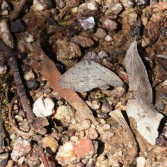 Taxeotis reserata