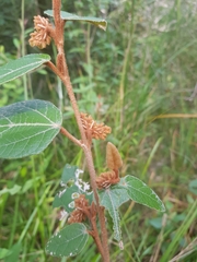 Lasiopetalum macrophyllum