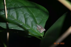 Platynota idaeusalis