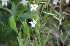 Nicotiana alata