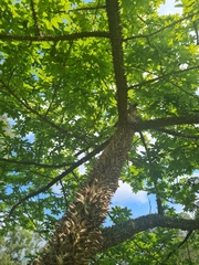 Ceiba speciosa