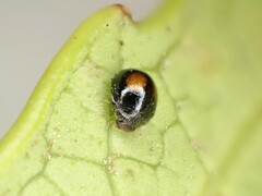 Serangium maculigerum