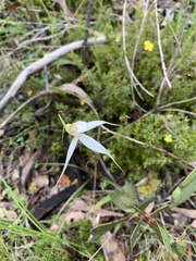 Caladenia rigida