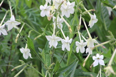 Nicotiana alata