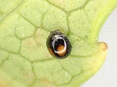 Serangium maculigerum