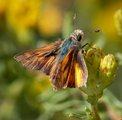 Ochlodes sylvanoides