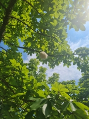 Ceiba speciosa