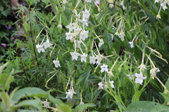 Nicotiana alata