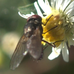 Muscoidea