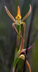 Lyperanthus suaveolens