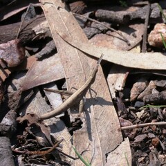 Vandiemenella viatica