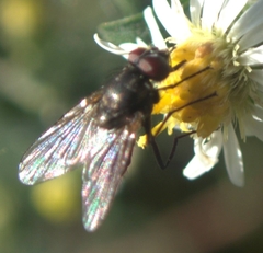 Muscoidea