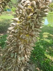 Ceiba speciosa