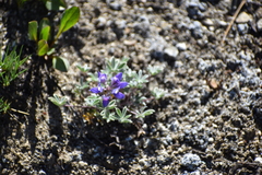 Lupinus lepidus