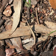 Vandiemenella viatica