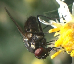 Muscoidea