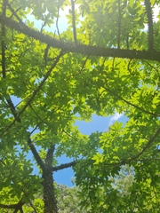 Ceiba speciosa