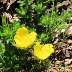 Hibbertia sericea