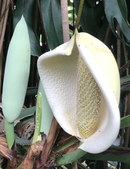 Monstera deliciosa