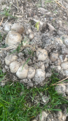 Coprinopsis atramentaria