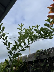 Citharexylum caudatum