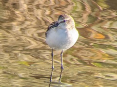 Calidris mauri