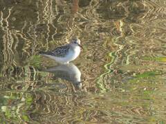 Calidris mauri