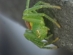 Diaea dorsata