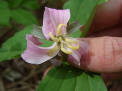 Trillium catesbaei