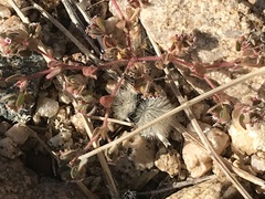 Dasymutilla sackenii