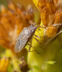 Nysius