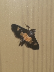 Salbia zena