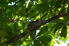 Furnarius leucopus