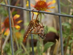 Diogmites angustipennis