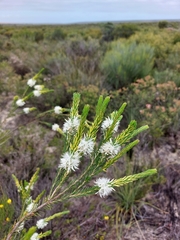 Calytrix cravenii