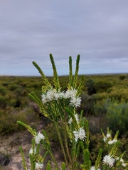 Calytrix cravenii
