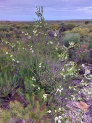 Calytrix cravenii