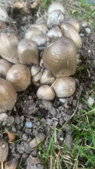 Coprinopsis atramentaria